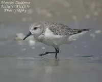 Grijze strandloper [Calidris pusilla]